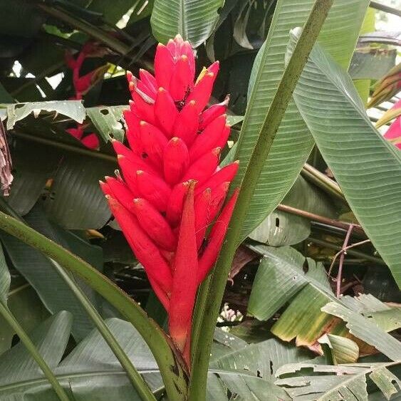 Musa coccinea